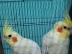 Lutino Red Eye Breeding Pair