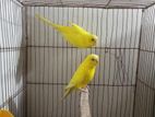 Lutino red eye budgerigar (fixed price)