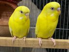 Lutino Red Eye Budgie