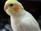 lutino red eye cockatiel