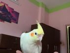 Lutino Red Eye Cockatiel Full Tame