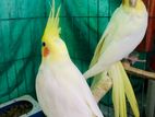 Lutino Red Eye Cockatiel Running Pair