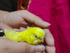 Lutino Red Eye Female Baby