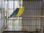 Lutino Red Eye Female Pair with Cage