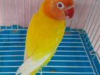 Lutino Red Eye Love Bird Female