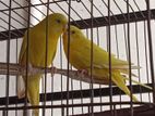 Lutino Red Eye Master Pair