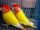 Lutino Red Eye Opaline master pair ( Ex: psbl).