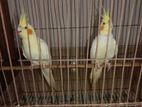 Lutino Red Eye Pair