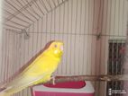 Lutino Red Eye Running Budgerigar