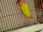 Lutino Red Head Opaline