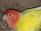 lutino red head opaline