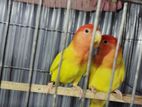 lutino red Head opaline