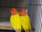 Lutino Red Head Opaline Love Bird