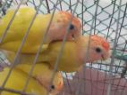 lutino red head opaline love bird