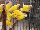 lutino red head opaline lovebird for sell