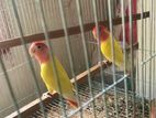 Lutino Red Head Opaline Running