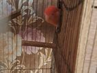 Lutino Red Head Opperline Adult Female
