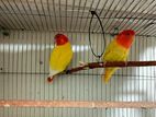 Lutino Red Head red-eye Opaline love birds (1 Pair)