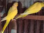 Lutino Ring Neck Breeding pair