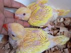 Lutino ringneck and sun conure baby for sale