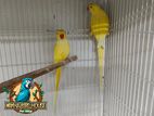 Lutino_Ringneck_Breeding_Pair