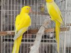 Lutino Ringneck Breeding Pair.