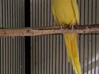 Lutino Ringneck Female