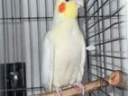 Lutino Running Male