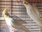 Lutino Running Pair Cockatiel