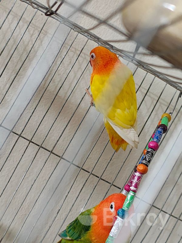 Lutino Split Opaline Blue Love Bird (genetically Male Lovebird