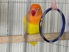 Lutino Split Opaline Blue Love Bird (genetically Male Lovebird)