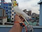 Lutino Tame Male Budgerigar