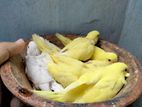 lutino tame size baby brid