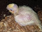 Lutino Tame Size Cockatiel Baby