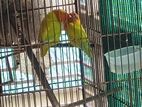 Lutino yellow Fischer breeding pair(লুটিনো ইয়েলো ফিশার)