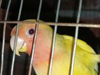 Lutino yellow opoline lovebirds