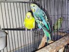 Lutino+Rainbow Budgie Running Pair