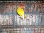 লুটিনো অপালাইন লাভবার্ড ফিমেল
