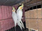 লুটিনো অ্যাডাল্ট কোকাটেল