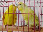 লুটিনো বাজরিগার পাখি বিক্রি করা হবে।Lutino Bajrigar bird for sell