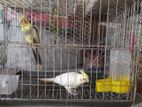 লুটিনো কোকাটেল ২পিস