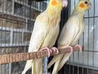 লুটিনো রেড আই কোকাটেল