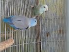 Blue Forpus Pair