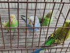 Bird for sell