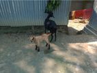 মা ছাগল সহ খাসির বাচ্চা টোটাল ২ টা