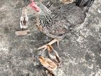 মা সহ ৭ পিস বাচ্চা