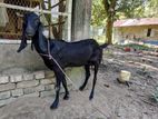 মা সহ বাচ্চা ছাগী