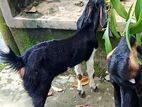 মা সহ ছাগী বাচ্চা