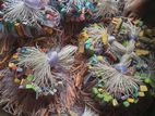 মাছ ধরার জাল, কারেন্ট Fishing Net, jal