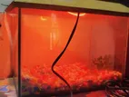 মাছের একুরিয়াম বিক্রি